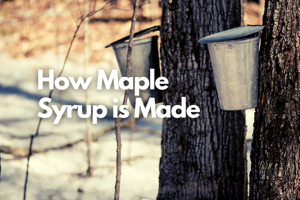 How Maple Syrup Is Made