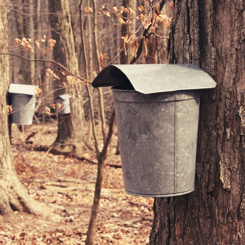 Pure Maple Syrup – Maple Roch
